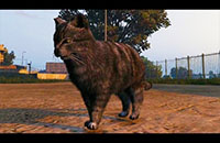 peyote-droge-katze